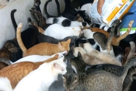 abcg tutucao - regate animal